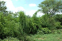 Aravalli Biodiversity Park, Connservatory of Orchids