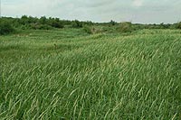 Aravalli Biodiversity Park, Rangeland