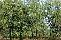 Yamuna Biodiversity Park, Delhi, Welcome Rock Facet