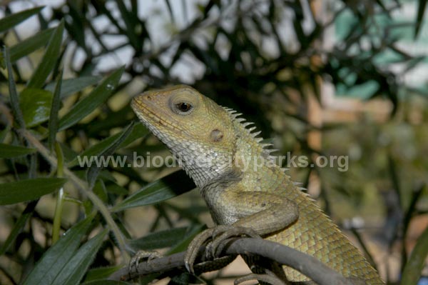 Calotes Versicolor