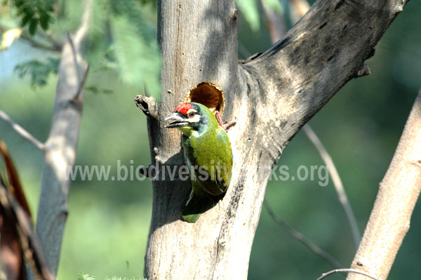 Crimson Throated Barbet