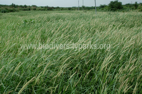 Developing Grassland