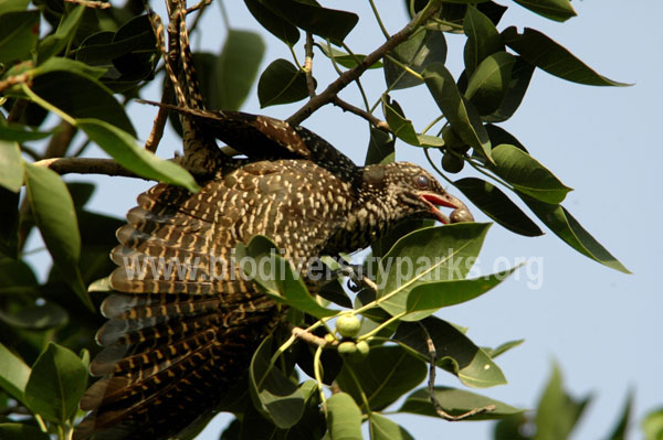 Female Koel