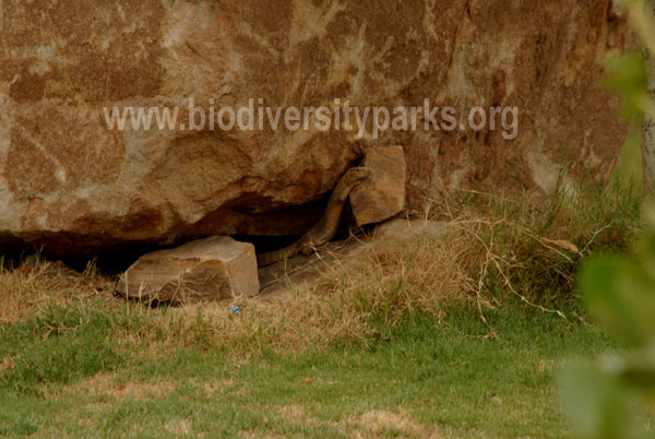 Monitor Lizard