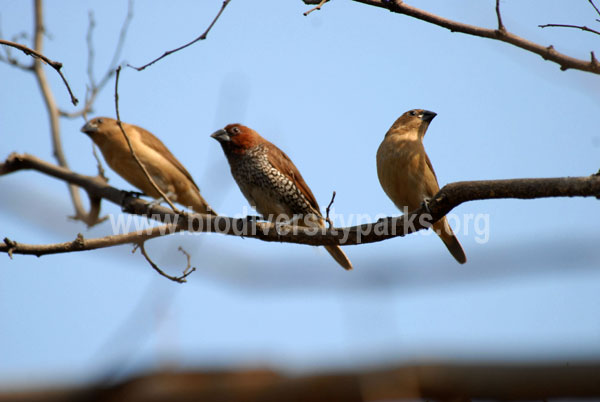 Scalybreasted Munia 