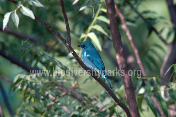 Verditer Flycatcher 