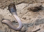 Binocellate Cobra