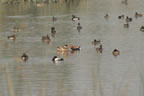 Red Crested Pochard