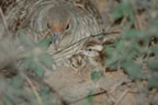 Partridge with Chicks