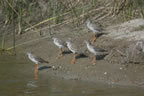 Red Shank