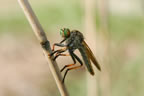 Robber Fly