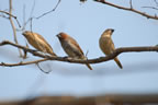 Scalybreasted Munia