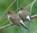 Indian Silverbill 