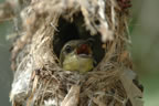 Sunbird in Nest