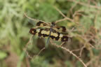 Variegated Dragonfly