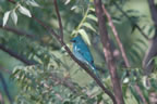 Verditer Flycatcher